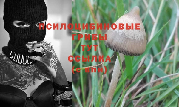 прущие крисы Горняк